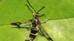 Glassnitsa na rybízu a bojuje s ní